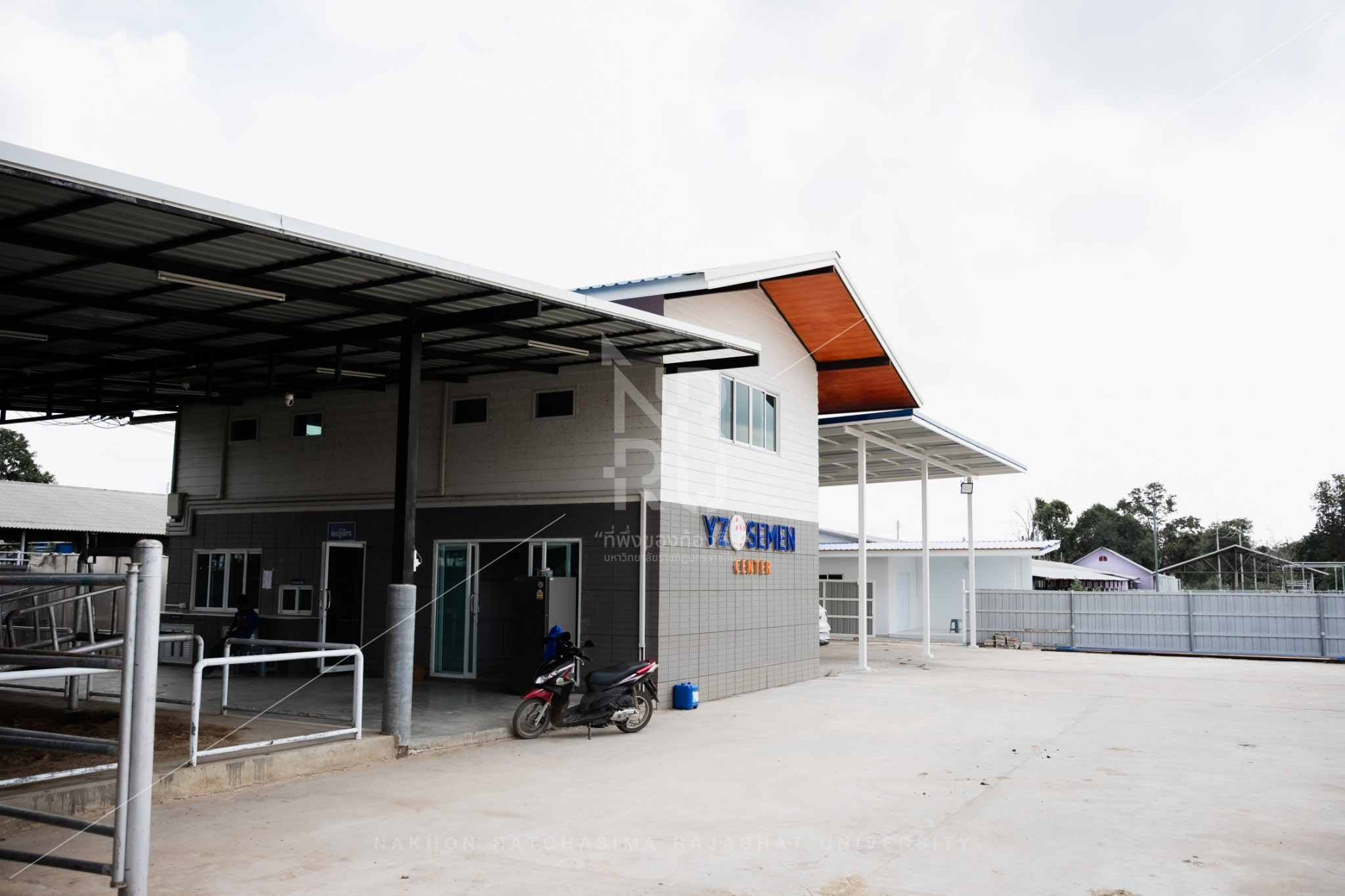 YZ Beef Cattle Farm in Si Khio District (24)